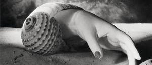 Ein Schatz aus eigenem Bestand. Dora Maars 1991 vom Centre Pompidou erworbene Muschelfotografie. 