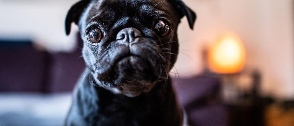 Die Mops-Hündin „Edda“, später umbenannt in „Wilma“, ist seit Jahren ein Fall für die Justiz. (Archivbild)