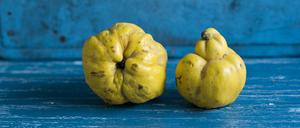 Studio shot of two ripe quinces lying on blue wooden surface, ASF06803