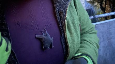 Die Lehrerin Elina Öfele steht mit einer Fledermaus an ihrem Kleid vor ihrem Zuhause (bestmögliche Qualität). Das Tier hatte sich während eines Zoobesuchs unbemerkt an ihr festgekrallt. 