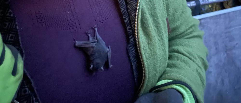 Die Lehrerin Elina Öfele steht mit einer Fledermaus an ihrem Kleid vor ihrem Zuhause (bestmögliche Qualität). Das Tier hatte sich während eines Zoobesuchs unbemerkt an ihr festgekrallt.