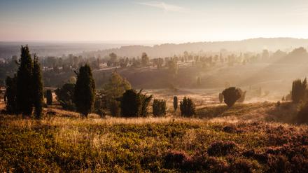 Stimmungsvolle Lüneburger Heide.