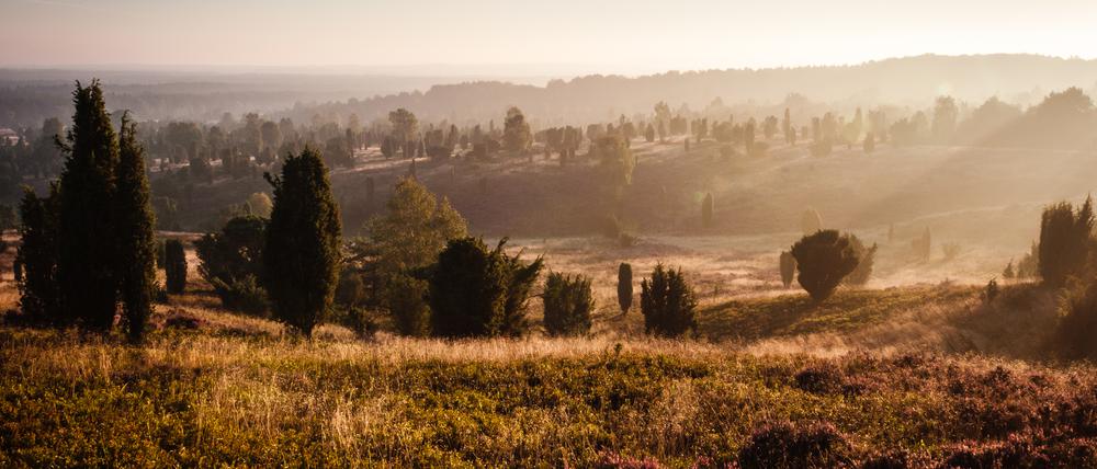 Stimmungsvolle Lüneburger Heide.