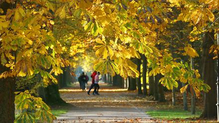 Die Menschen in Berlin und Brandenburg können sich auf goldene Herbsttage freuen. Es wird sonnig, mild und trocken. (Symbolbild) 