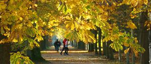 Die Menschen in Berlin und Brandenburg können sich auf goldene Herbsttage freuen. Es wird sonnig, mild und trocken. (Symbolbild) 