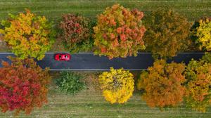 Überwiegend herbstlich bunt gefärbte Roteichen stehen als Allee an einer Straße in Südbrandenburg (Luftaufnahme mit einer Drohne). Am 20. Oktober ist Tag der Alleen. +++ dpa-Bildfunk +++