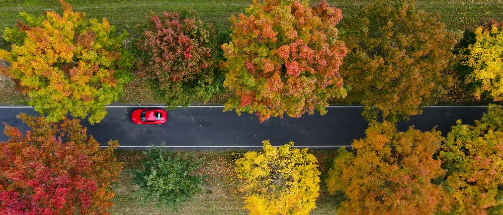 Überwiegend herbstlich bunt gefärbte Roteichen stehen als Allee an einer Straße in Südbrandenburg (Luftaufnahme mit einer Drohne). Am 20. Oktober ist Tag der Alleen. +++ dpa-Bildfunk +++