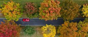 Überwiegend herbstlich bunt gefärbte Roteichen stehen als Allee an einer Straße in Südbrandenburg (Luftaufnahme mit einer Drohne). Am 20. Oktober ist Tag der Alleen. +++ dpa-Bildfunk +++