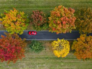 Überwiegend herbstlich bunt gefärbte Roteichen stehen als Allee an einer Straße in Südbrandenburg (Luftaufnahme mit einer Drohne). Am 20. Oktober ist Tag der Alleen. +++ dpa-Bildfunk +++