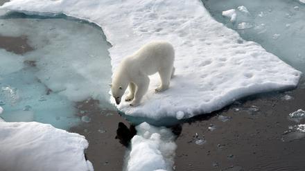 Ein Eisbär steht im Nordpolarmeer auf einer Eisscholle. 
