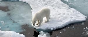 Ein Eisbär steht im Nordpolarmeer auf einer Eisscholle. 