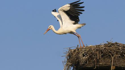 Ein Weißstorch (Ciconia ciconia), der von seinem Nest abhebt.