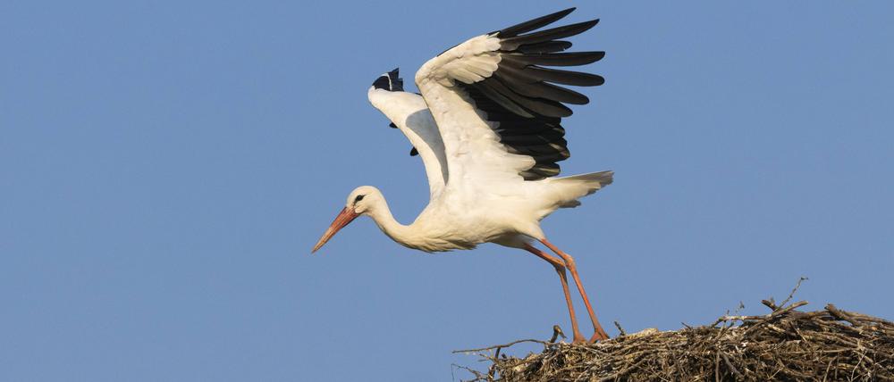 Ein Weißstorch (Ciconia ciconia), der von seinem Nest abhebt.
