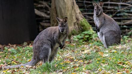 Neugierig: Im Luckenwalder Tierpark können Besucherinnen und Besucher wieder Bennett-Kängurus beobachten.