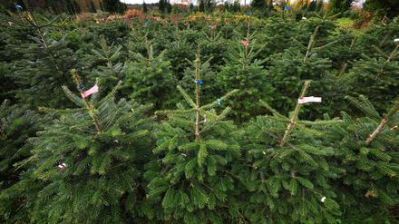 Nordmanntannen stehen auf der Plantage eines Weihnachtsbaumhofes. (Archivfoto) 