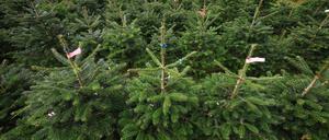 PRODUKTION - 19.10.2024, Bayern, Bronnen: Nordmanntannen stehen auf der Plantage eines Weihnachtsbaumhofes. (Archivfoto) (zu dpa: «Weihnachtsbaum leicht teurer - Nordmanntanne am beliebtesten») Foto: Karl-Josef Hildenbrand/dpa +++ dpa-Bildfunk +++