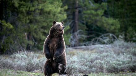 Die berühmte Grizzly-Bärin 399 ist bei einem Unfall mit einem Auto ums Leben gekommen.