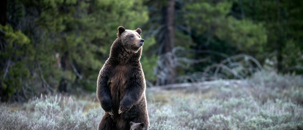 Die berühmte Grizzly-Bärin 399 ist bei einem Unfall mit einem Auto ums Leben gekommen.