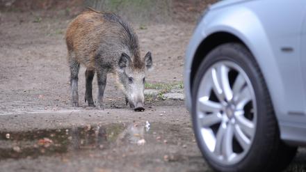 Bildnummer: 52714267 Datum: 22.09.2008 Copyright: imago/Petra Schneider Wildschwein vor einem Auto in Berlin - Reinickendorf, Tiere; 2008, Berlin, Deutschland, Wildschwein, Stadt; , quer, Kbdig, Einzelbild, , , Europa Bildnummer 52714267 Date 22 09 2008 Copyright Imago Petra Schneider Wild boar before a Car in Berlin Reinickendorf Animals 2008 Berlin Germany Wild boar City horizontal Kbdig Single Europe