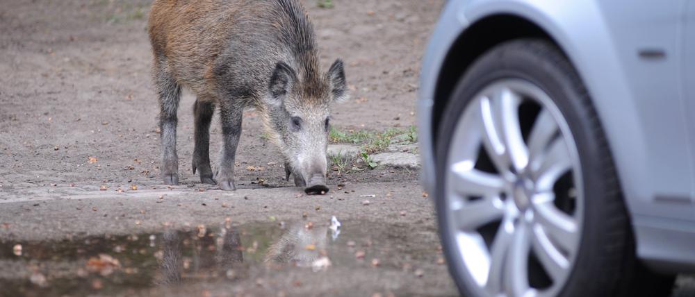 Bildnummer: 52714267 Datum: 22.09.2008 Copyright: imago/Petra Schneider Wildschwein vor einem Auto in Berlin - Reinickendorf, Tiere; 2008, Berlin, Deutschland, Wildschwein, Stadt; , quer, Kbdig, Einzelbild, , , Europa Bildnummer 52714267 Date 22 09 2008 Copyright Imago Petra Schneider Wild boar before a Car in Berlin Reinickendorf Animals 2008 Berlin Germany Wild boar City horizontal Kbdig Single Europe