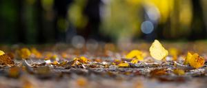 Mit reichlich Sonne und milden Temperaturen lässt sich der Herbst am Wochenende aushalten.