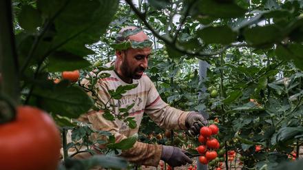 Spaniens Landwirtschaft wird zu einem großen Anteil von migrantischen Arbeitskräften betrieben.