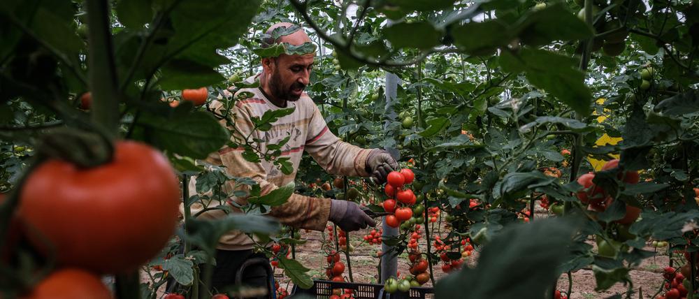 Spaniens Landwirtschaft wird zu einem großen Anteil von migrantischen Arbeitskräften betrieben.