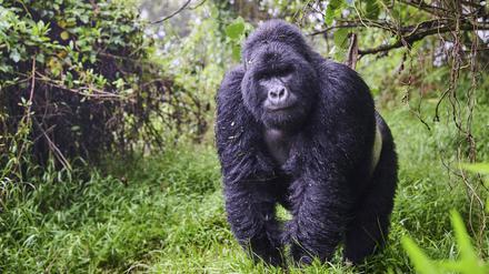 Berggorilla im Nationalpark – ihm bleiben nur wenige Regionen in Afrika zum Überleben.