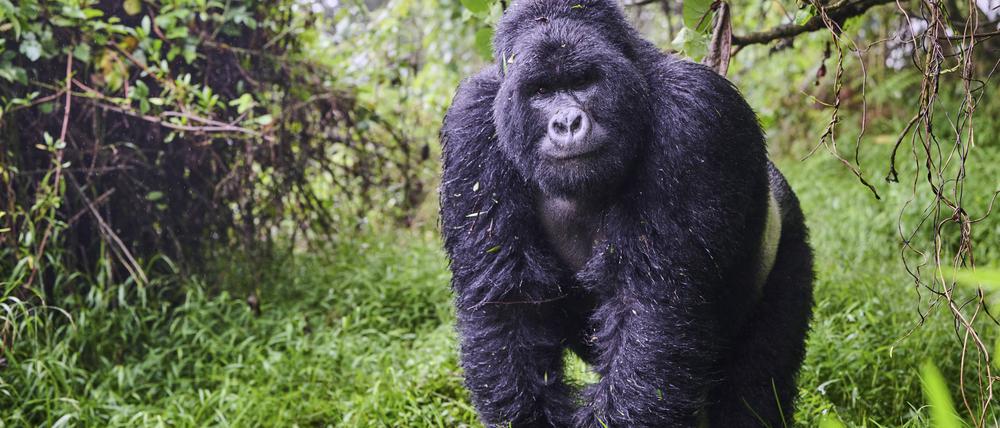 Berggorilla im Nationalpark – ihm bleiben nur wenige Regionen in Afrika zum Überleben.