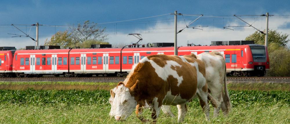 Etwa 20 Kühe haben am Sonntag eine Landstraße teilweise blockiert. (Symbolbild)