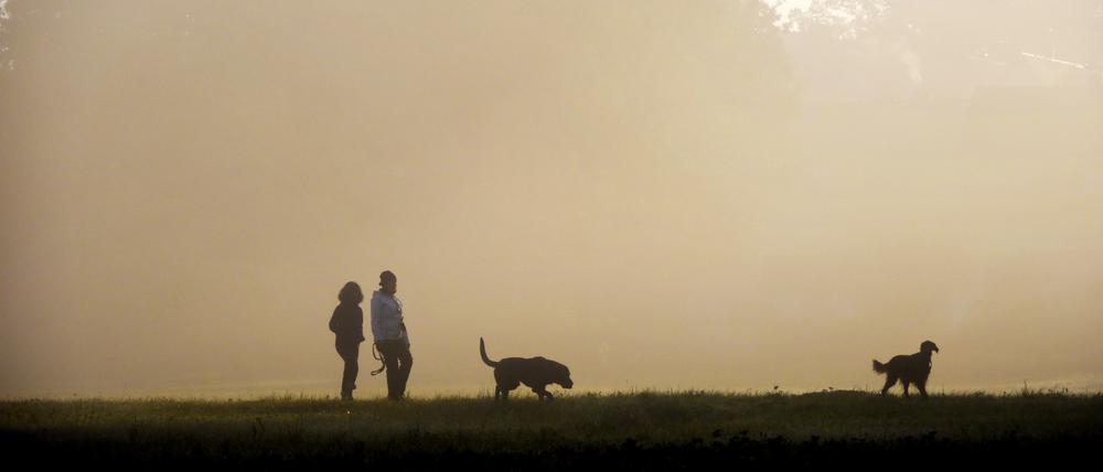 Ein Paar läuft mit Hunden im Nebel spazieren. 