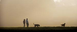 Ein Paar läuft mit Hunden im Nebel spazieren. 