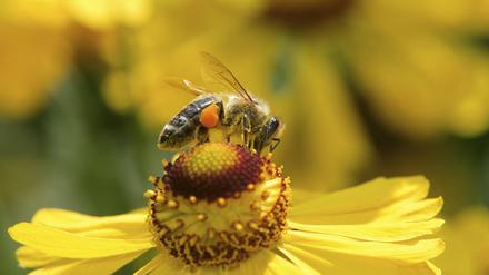 Die Westliche Honigbiene (Apis mellifica) sammelt Blütenstaub, 