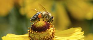 Die Westliche Honigbiene (Apis mellifica) sammelt Blütenstaub, 