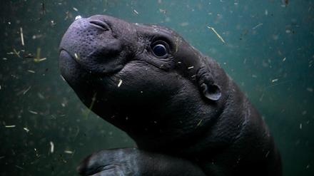 Hippo Toni beim ersten öffentlichen Tauchgang im Berliner Zoo. 