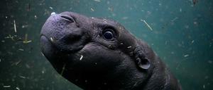 Hippo Toni beim ersten öffentlichen Tauchgang im Berliner Zoo. 
