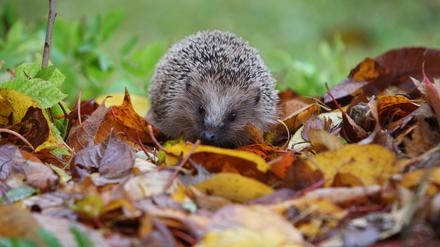 Ein Igel läuft durch das Laub in einem Garten. Igel zählen zu den stark bedrohten Arten.