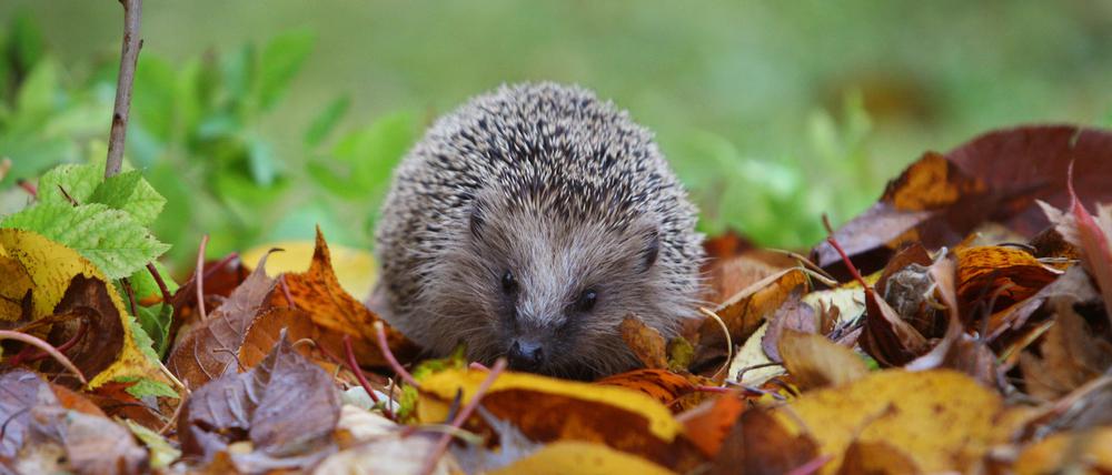 Ein Igel läuft durch das Laub in einem Garten. Igel zählen zu den stark bedrohten Arten.