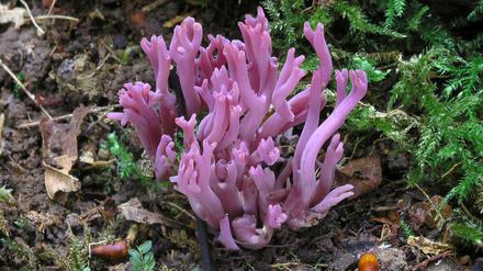 Die Amethystfarbene Wiesenkoralle ist hübsch anzusehen - essbar ist sie nicht. 