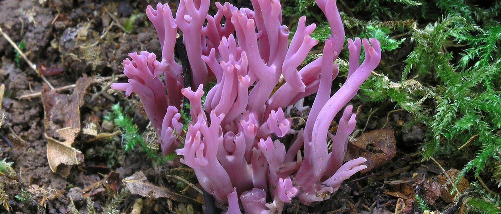 Die Amethystfarbene Wiesenkoralle ist hübsch anzusehen - essbar ist sie nicht.