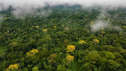 Regenwald in Mexiko: Wie viele noch unentdeckte Maya-Städte überwuchert er?
