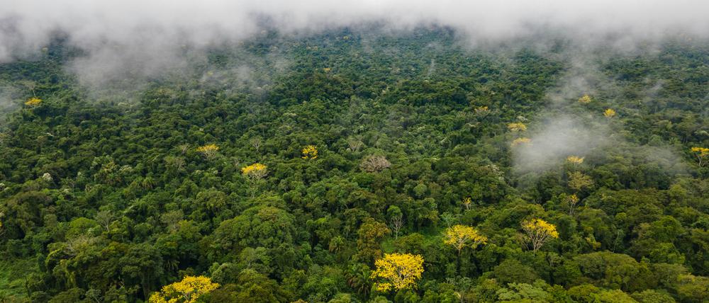 Regenwald in Mexiko: Wie viele noch unentdeckte Maya-Städte überwuchert er?