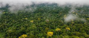 Regenwald in Mexiko: Wie viele noch unentdeckte Maya-Städte überwuchert er?