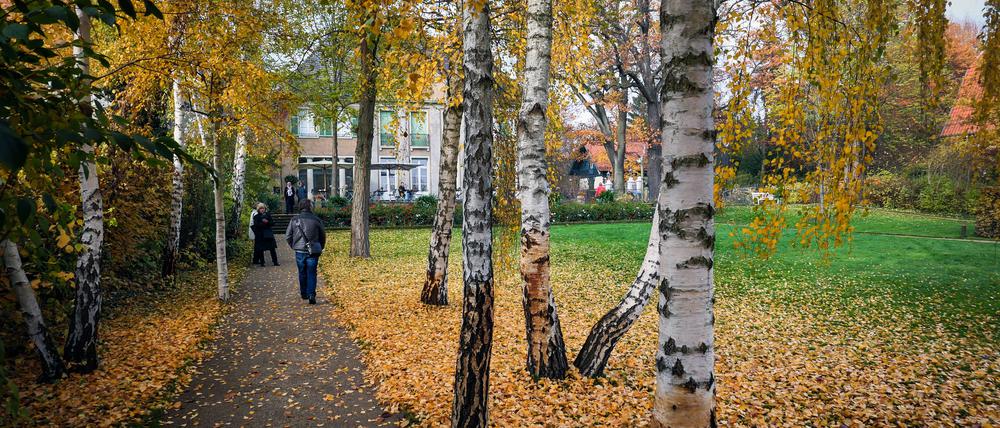 Wenn die Birkenblätter im Garten der Liebermann-Villa sich golden färben, empfiehlt sich ein Besuch.