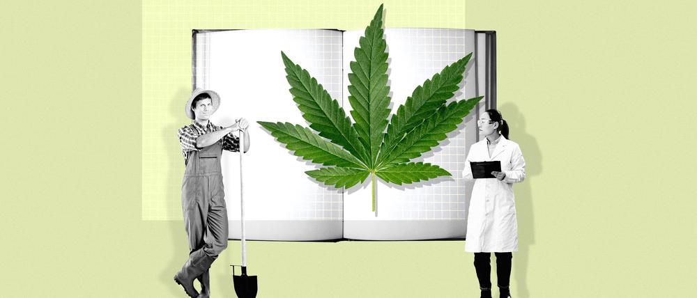 Jetzt neu: Cannabis-Studium in Deutschland.