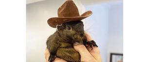 Dieses undatierte Bild, das von Mark Longo zur Verfügung gestellt wurde, zeigt sein Eichhörnchen Peanut.