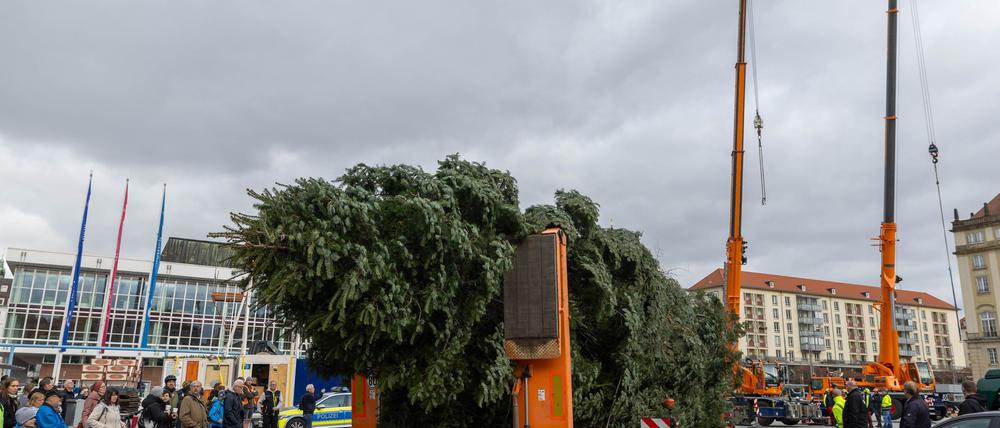 Der Baum für den diesjährigen Dresdner Striezelmarkt ist eine etwa 25 Meter hohe Nordmanntanne aus Freital.