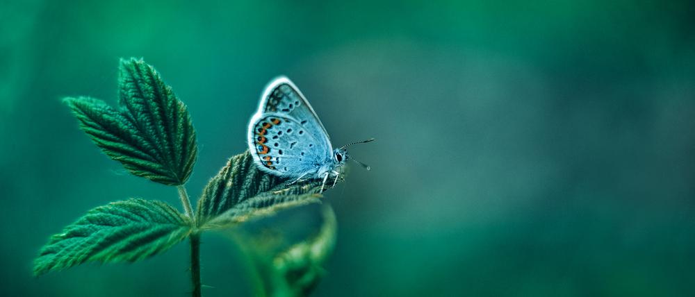 Der Hauhechel-Bläuling in freier Natur.