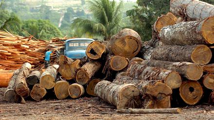 Eine Holzfabrik in Brasilien. Amazonas-Regenwald schrumpft stark. 