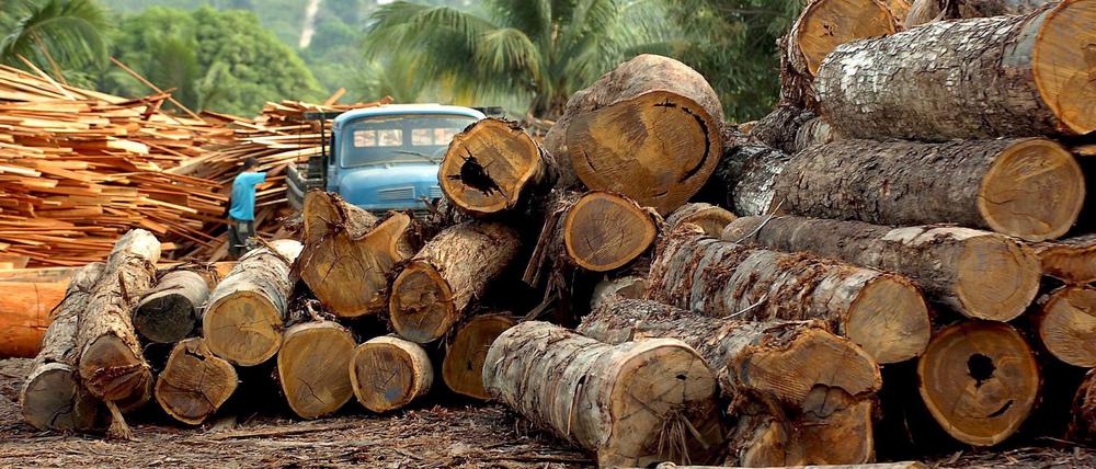Eine Holzfabrik in Brasilien. Amazonas-Regenwald schrumpft stark.